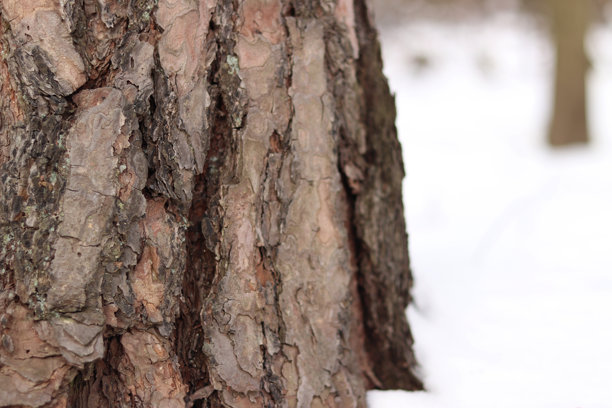 冬季森林中松树树干的特写，照片拍摄于地面高度图片下载