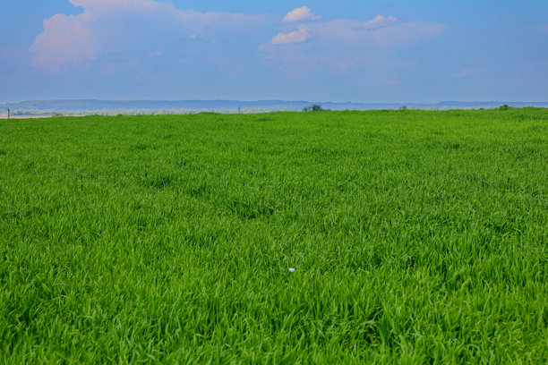 这张照片展示了一望无际的绿色草地延伸到地平线，蓝天上飘着轻云。图片下载