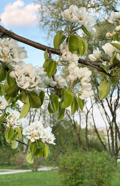美丽的盛开苹果树。花朵在春季优雅绽放。竖版照片。图片下载