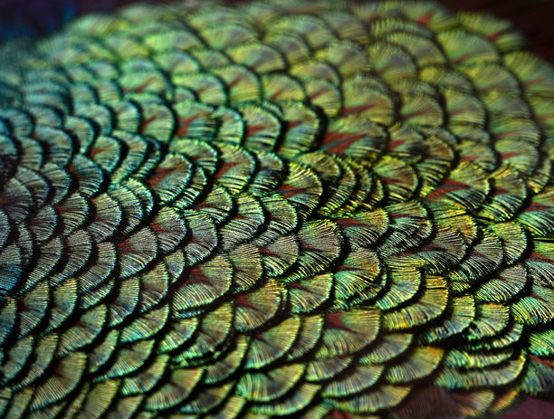 孔雀羽毛特写，背景照片图片下载