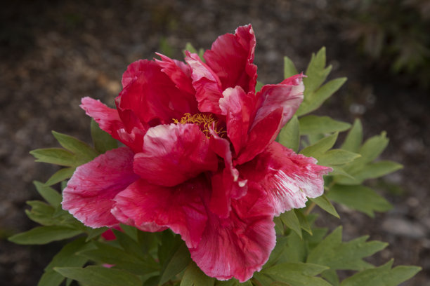 牡丹。夏季花园中的大粉色花朵。适合英式花园的花卉。夏季自然。牡丹盛开。盛开的牡丹。花朵的特写照片。背景是粉色春花。图片下载