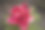 牡丹。夏季花园中的大粉色花朵。适合英式花园的花卉。夏季自然。牡丹盛开。盛开的牡丹。花朵的特写照片。背景是粉色春花。图片下载