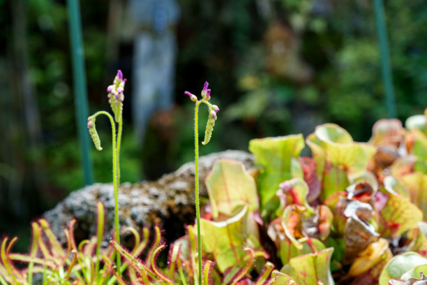 捕虫植物南非猪笼草（Drosera capensis）紫色花蕾的特写照片图片下载