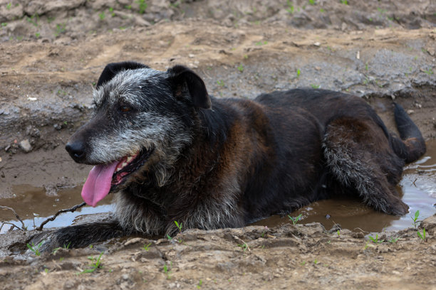 这张图片展示了一只狗，可能是卡雷亚莱昂犬、澳大利亚牧牛犬或苏格兰猎鹿犬，正躺在泥土中。它的毛色较暗，夹杂着灰色的毛发，粉色的舌头伸了出来。图片下载