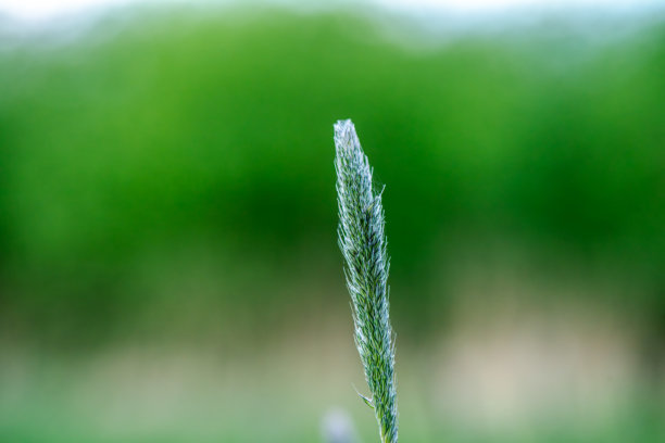 叶甲虫在狗尾草上的特写照片图片下载