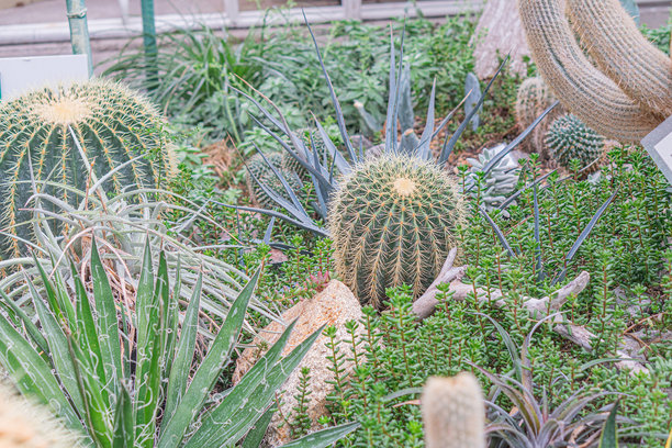 图像展示了多样的仙人掌和多肉植物，展现了丰富的纹理和色彩，生动的室内环境，可能是温室或植物园。真实的照片强调了这一点。图片下载