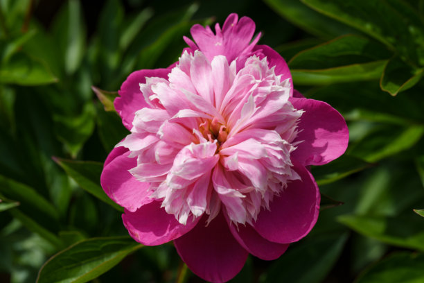 早夏时节粉色常见牡丹（Paeonia officinalis）花的特写照片图片下载