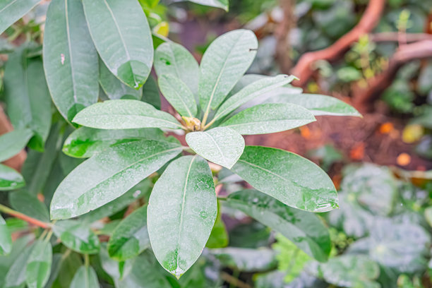 特写照片显示大型健康植物叶子，边缘卷曲且脉络明显，背景暗示为花园环境。图片下载