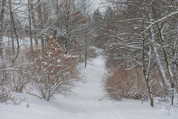 被踩踏的小路延伸至远方的雪景，周围是小树或灌木。地面覆盖着厚厚的雪层，露出一些光秃的植被。阴云密布的天空，呈现自然主义的照片。图片下载