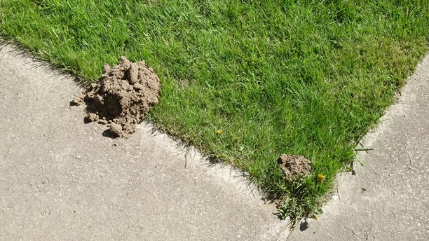 一座土丘在绿草上，因鼹鼠的活动而形成。草坪上的害虫翻动土壤。鼹鼠在靠近人行道的街道上挖掘新土。景观受损。高质量照片。图片下载