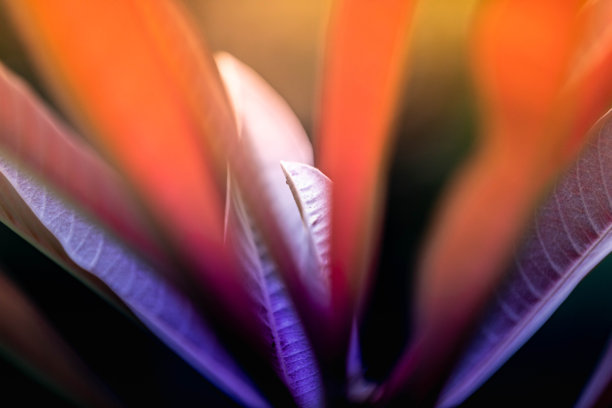 阳光下美丽模糊的彩色叶子的特写照片，适合春季背景、封面或生态与自然主题的绿色壁纸。图片下载