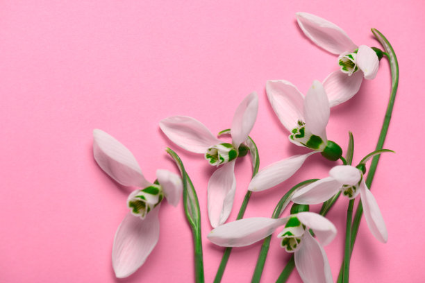 盛开的雪花莲花朵在粉色背景上，俯视图，工作室照片，抽象花卉背景图片下载