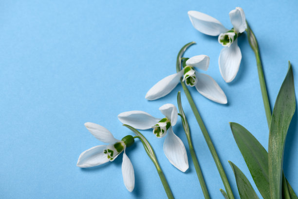 盛开的雪花莲花朵在蓝色背景上，俯视图，工作室照片，抽象花卉背景图片下载