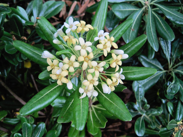 日本的扇子花照片图片下载