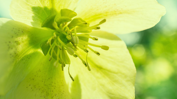 浅绿色的黑心菊花特写照片。春季背景留白。图片下载