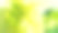 浅绿色的黑心菊花特写照片。春季背景留白。图片下载