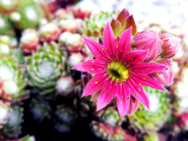 常春藤花卉库存照片。常春藤蛛网花库存照片。蛛网屋顶花库存照片。常春藤背景库存照片。石莲花库存照片。图片下载