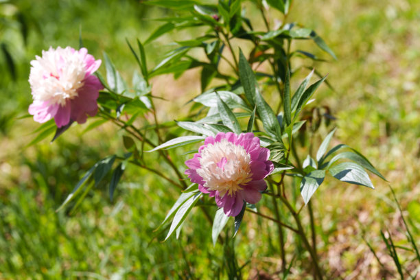 早夏时节粉色常见牡丹（Paeonia officinalis）花的特写照片图片下载