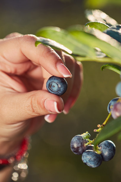 农民在农场采摘新鲜蓝莓。浅景深照片。图片下载