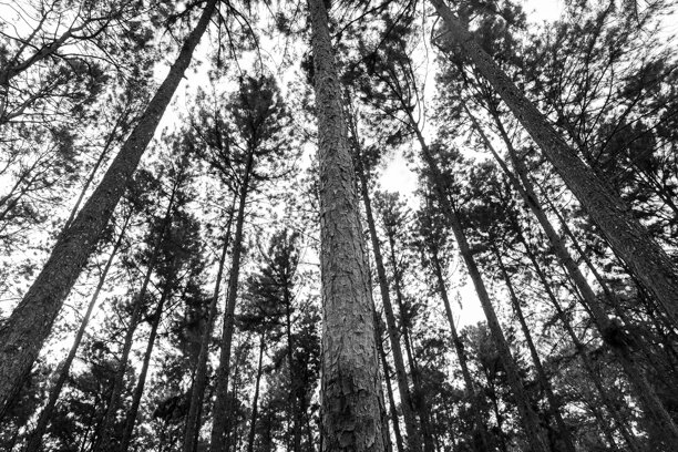 黑白照片中高大的松树在森林里图片下载