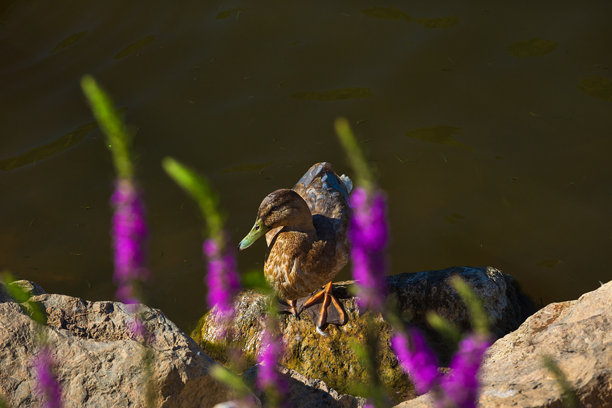 一只鸭子在阿卡尔拉尔长泽中沐浴在阳光下，库存照片图片下载