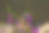 一只鸭子在阿卡尔拉尔长泽中沐浴在阳光下，库存照片图片下载