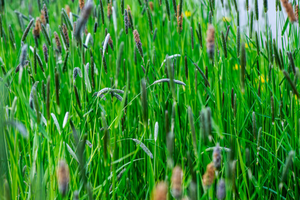 叶甲虫在狗尾草上的特写照片图片下载