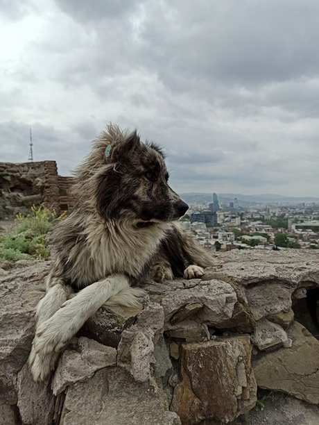 无家可归的狗躺在背景中有第比利斯城市全景的竖版照片图片下载