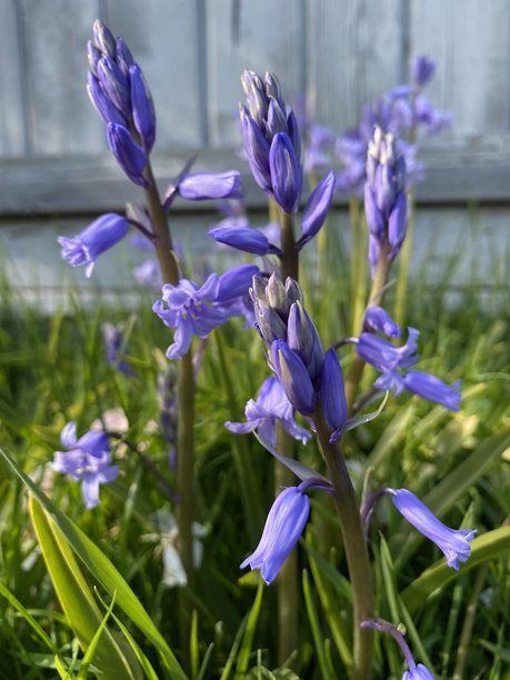 紫色花朵的竖版图片图片下载