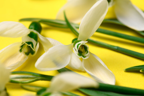 盛开的雪花莲花朵在黄色背景上，俯视图，工作室照片，抽象花卉背景图片下载