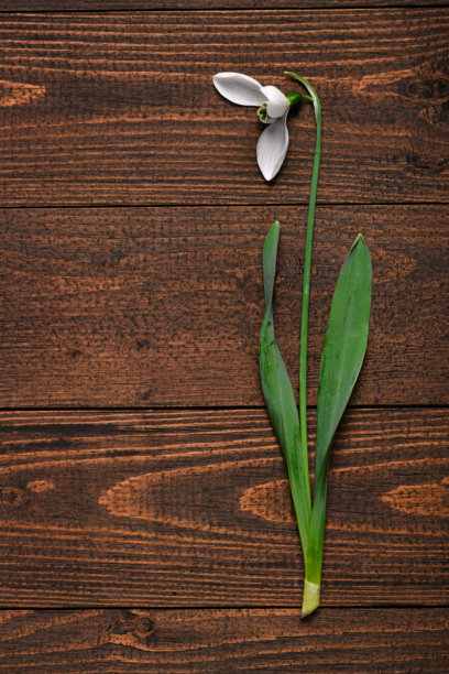 盛开的雪花莲花朵在木质背景上，俯视图，工作室照片，抽象花卉背景图片下载