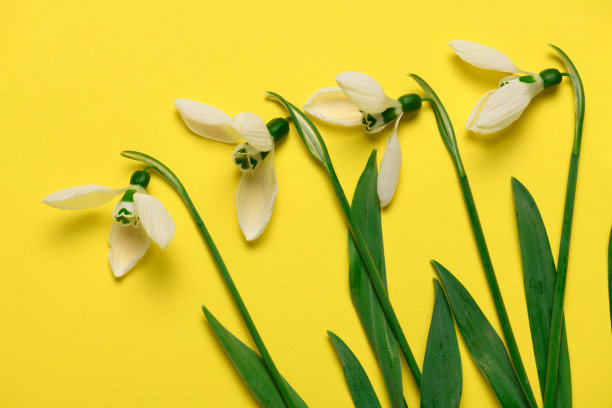 盛开的雪花莲花朵在黄色背景上，俯视图，工作室照片，抽象花卉背景图片下载