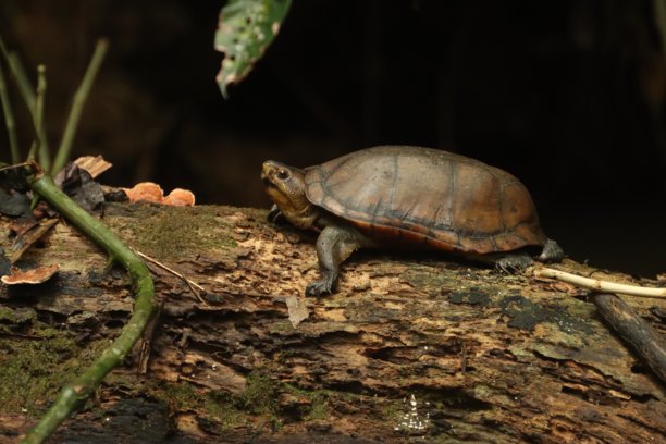 黑木龟（Rhinoclemmys funerea，Geoemydidae）的特写照片，或称黑河龟，在索贝拉尼亚国家公园晒太阳。野生乌龟坐在热带丛林中的木头上。动物与野生动物摄影。图片下载
