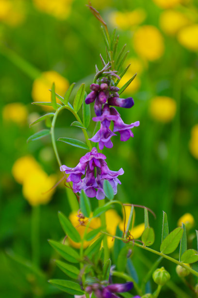 照片中展示了紫色花朵，背景是模糊的绿植和黄色花朵。植物的绿色叶子勾勒出鲜艳的花朵，形成了对比。图片下载
