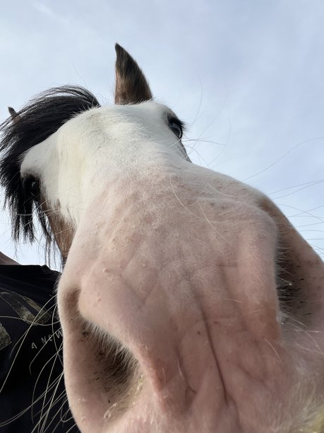 搞笑的马鼻子的特写照片图片下载