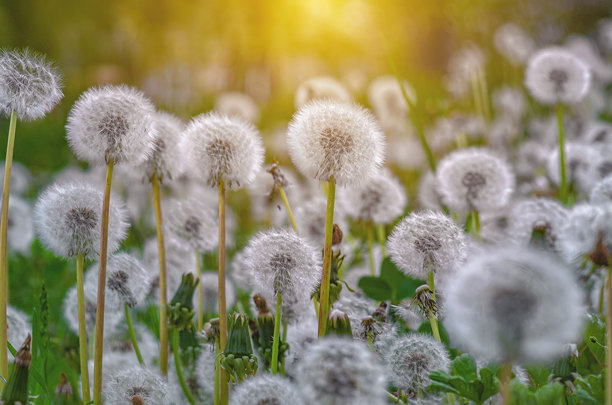 阳光明媚的模糊背景下，蓬松的干蒲公英的照片。春天的干花田。轻盈的春季屏幕保护程序。图片下载