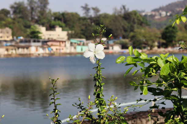 瑞瓦拉湖中清晰聚焦的精致白色木槿花，背景是风景如画的湖泊和建筑。这张照片捕捉了大自然的美丽和湖泊的宁静。图片下载