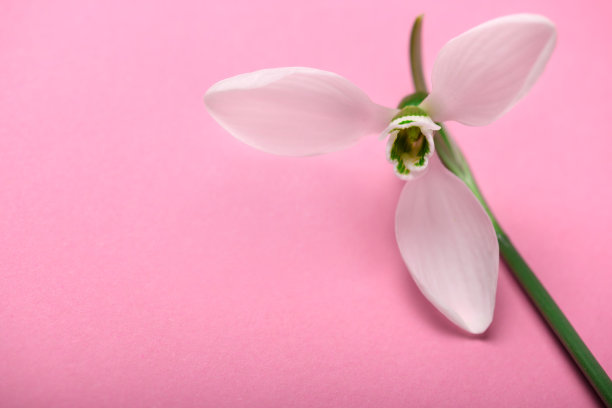 盛开的雪花莲花朵在粉色背景上，工作室照片，抽象花卉背景图片下载