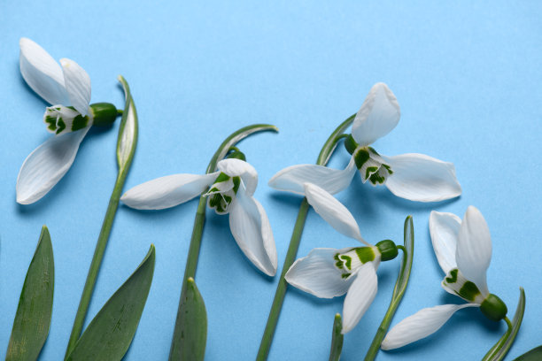 盛开的雪花莲花朵在蓝色背景上，俯视图，工作室照片，抽象花卉背景图片下载