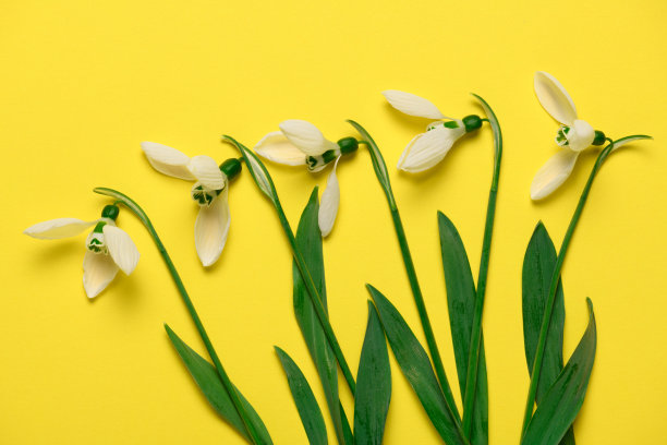 盛开的雪花莲花朵在黄色背景上，俯视图，工作室照片，抽象花卉背景图片下载