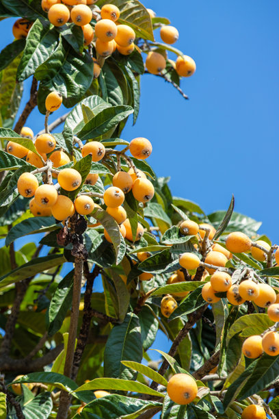 枇杷树上挂满成熟的橙色果实，背景是蓝天。竖版照片图片下载