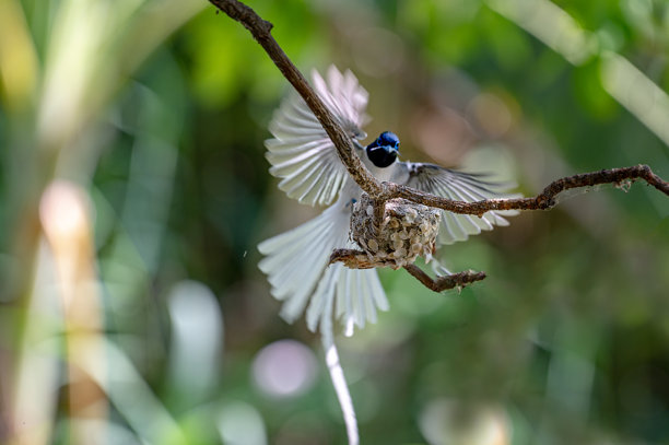 美丽的亚洲天堂鸟在巢中的照片图片下载