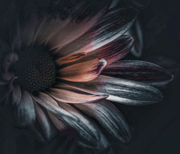 黑暗中花瓣的抽象照片图片下载