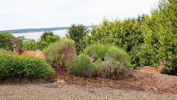 梅花鹿野生动物。梅花鹿棕色。梅花鹿户外照片。梅花鹿。图片下载