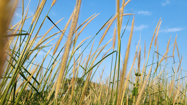 蓝天背景下的尾巴草野生花卉草甸风景照片，傍晚时分，宁静的自然。低角度拍摄。图片下载