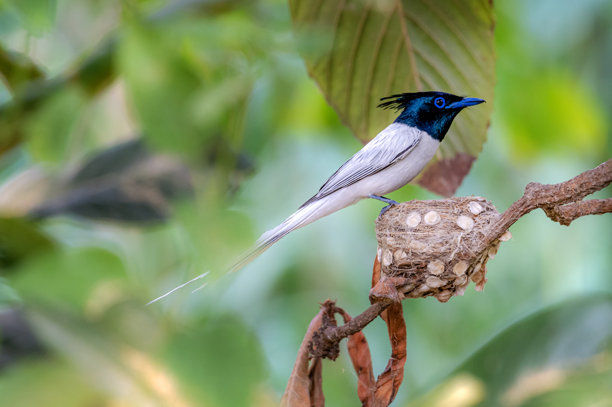 美丽的亚洲天堂鸟在巢中的照片图片下载