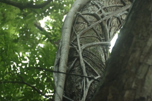 特写照片显示了缠绕在巴拿马索贝拉尼亚国家公园一棵巨大树木周围的榕树根。属于榕属的热带和亚热带植物种类，通常被称为榕树。图片下载