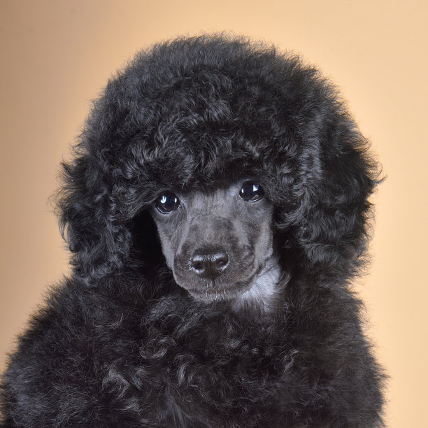 可爱的玩具贵宾犬小狗的摄影棚照片图片下载