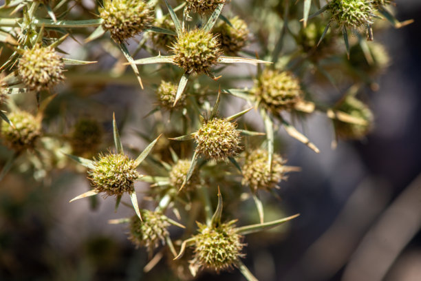 刺状草本植物的特写照片图片下载