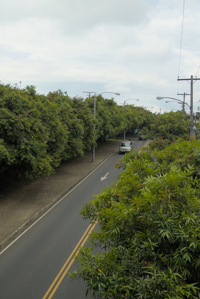 美丽的街道照片，树木环绕图片下载